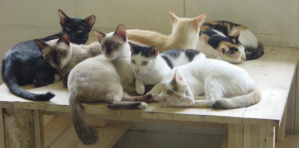 Photo Showing Native cats of Thailand